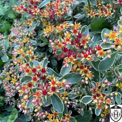 Sedum kamtschaticum 'Variegatum' - Kamtšatka kukehari 'Variegatum' C1/1L